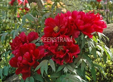 Пион древовидный Алые паруса (Paeonia suffruticosa 'Alye Parusa')