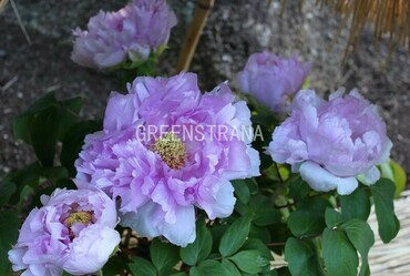 Пион древовидный Блю Чиф (Paeonia suffruticosa 'Blue Chief')