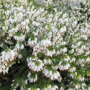Эрика дарленская Вайт Глоу (Erica x darleyensis 'White Glow')