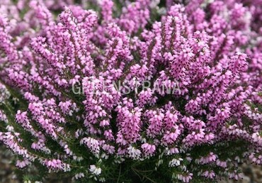 Эрика дарленская Гост Хилс (Erica x darleyensis 'Ghost Hills')