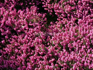 Эрика дарленская Крамерс Рот (Erica x darleyensis 'Kramer's Rote')