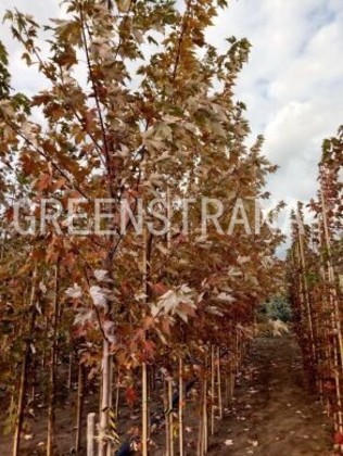 Клен Фримана Селебрейшен (Acer x freemanii 'Celebration')