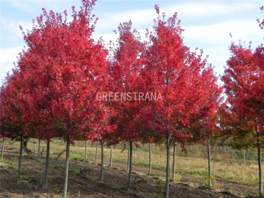 Клен Фримана Отом Фэнтези (Acer x freemanii 'Autumn Fantasy')