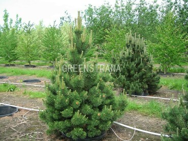 Сосна горная Колумнарис (Pinus mugo 'Columnaris')