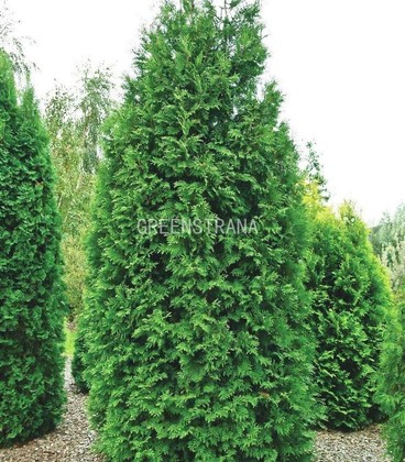 Туя западная Брабант (Thuja occidentalis 'Brabant') ЭКСТРА