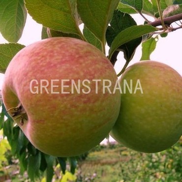 Яблоня Конфетное (Malus domestica 'Konfetnoye')