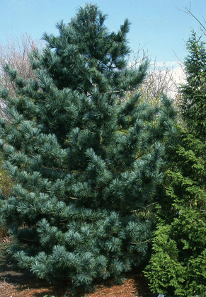 Кедр корейский (Pinus koraiensis) 500-700 см