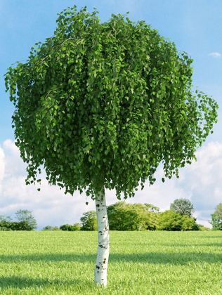 Береза бумажная (Betula papyrifera)