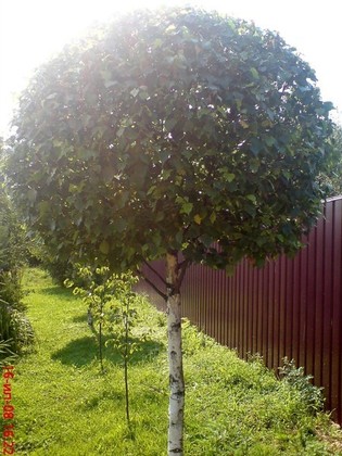 Береза пушистая (Betula pubescens)
