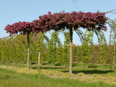 Яблоня Бренди Мэджик (Malus 'Brandy Magic')