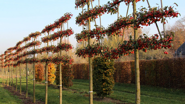 Яблоня Прериефайер (Malus 'Prairifire') (шпалера)