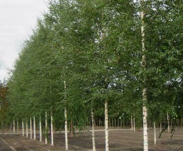 Береза повислая Голден Триумф (Betula pendula 'Golden Triumph')