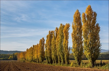 Тополь советский пирамидальный (Populus 'Sovetsky Piramidalny')