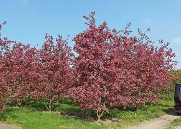 Яблоня Директор Мурландс (Malus 'Director Moerlands')