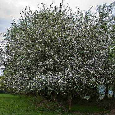 Яблоня лесная (Malus sylvestris)