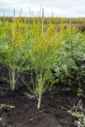 Ива Ледебура Пирамидалис (Salix ledebouriana 'Pyramidalis')