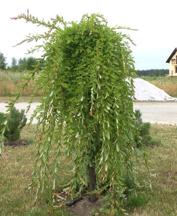 Ива пурпурная Пендула (Salix purpurea 'Pendula')