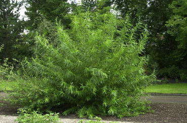 Ива Рекорд (Salix 'Rekord')