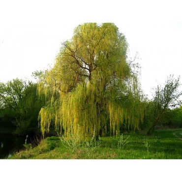 Ива белая Олимпийский огонь (Salix alba 'Olimpiyskiy Ogon')