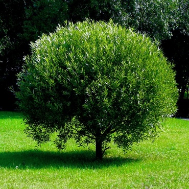 Ива ломкая Басфордиана (Salix fragilis 'Basfordiana')