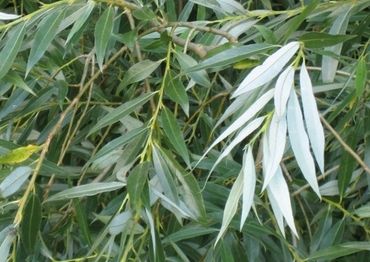 Ива блестящая (Salix lucida)