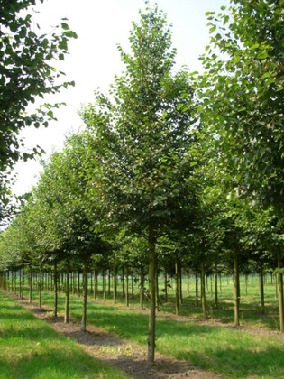 Липа мелколистная Бохле (Tilia cordata 'Böhlje')
