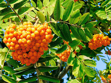 Рябина обыкновенная Солнечная (Sorbus aucuparia 'Solnechnaya')