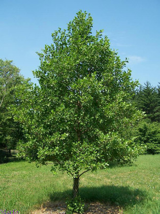 Ольха черная (Alnus glutinosa)