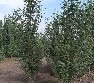 Тополь башкирский пирамидальный (Populus 'Bashkirsky Piramidalny')