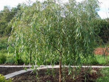 Ива гибридная (Salix x hybrida)