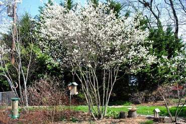 Ирга Ламарка (Amelanchier lamarckii) (ф. веер)