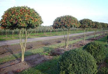 Боярышник Арнольда (Crataegus arnoldiana)