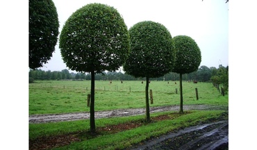 Липа крупнолистная Ратхаус (Tilia platyphyllos 'Rathaus')