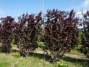 Яблоня Маковецкого (Malus 'Makowieckiana')