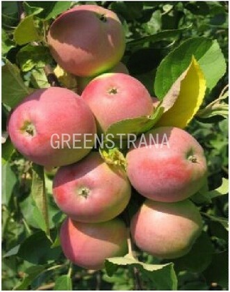 Яблоня Вишневое (Malus domestica 'Vishnyovoe')