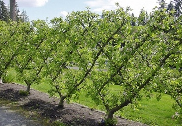 Яблоня Долго (Malus 'Dolgo')