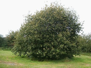 Ива козья (Salix caprea)