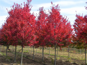 Клен красный Отом Флэйм (Acer rubrum 'Autumn Flame')