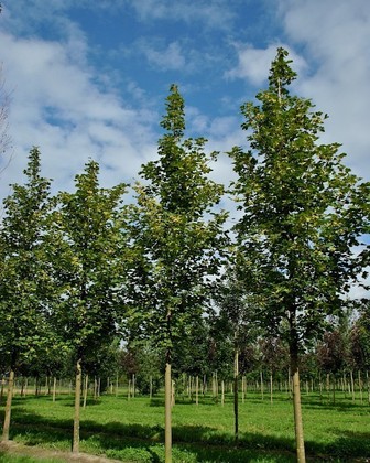Клен остролистный Фарлейкс Грин (Acer platanoides 'Fairview')