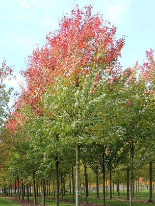 Клен Фримана Целзам (Acer x freemanii 'Celzam')