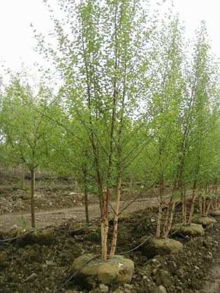 Береза черная Селект (Betula nigra 'Select')
