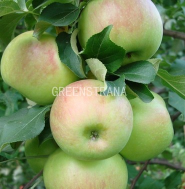 Яблоня Богатырь (Malus domestica 'Bogatyr')