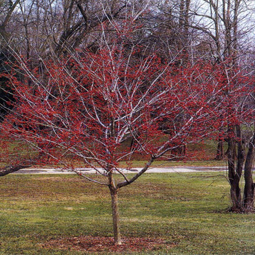 Боярышник зеленый Винтер Кинг (Crataegus viridis 'Winter King') (дерево)