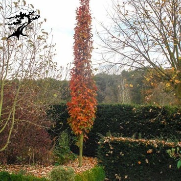 Дуб болотный Грин Пиллар (Quercus palustris 'Green Pillar')