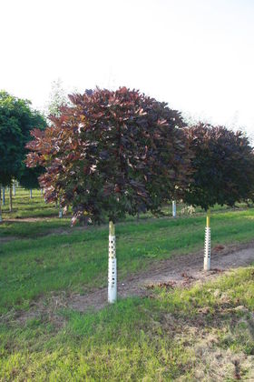 Клен остролистный Кримсон Сентри (Acer platanoides 'Crimson Sentry')