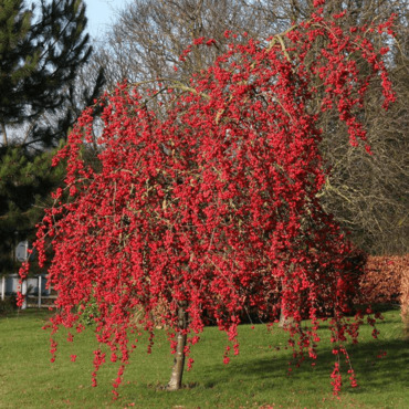 Яблоня ягодная Ред Сет (Malus baccata 'Red Set')