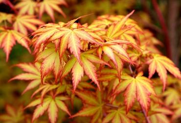 Клен пальмолистный Сангокаку (Acer palmatum 'Sango-kaku')