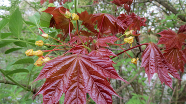 Клен остролистный Шведлери (Acer platanoides 'Schwedleri')