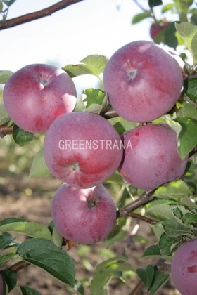 Яблоня Спартан (Malus domestica 'Spartan')