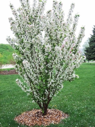 Яблоня декоративная Адирондак (Malus 'Adirondack')
